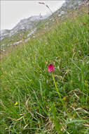 Image of Gymnadenia bicolor (W. Foelsche) W. Foelsche & O. Gerbaud