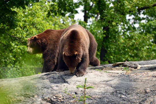 Image of Brown Bear