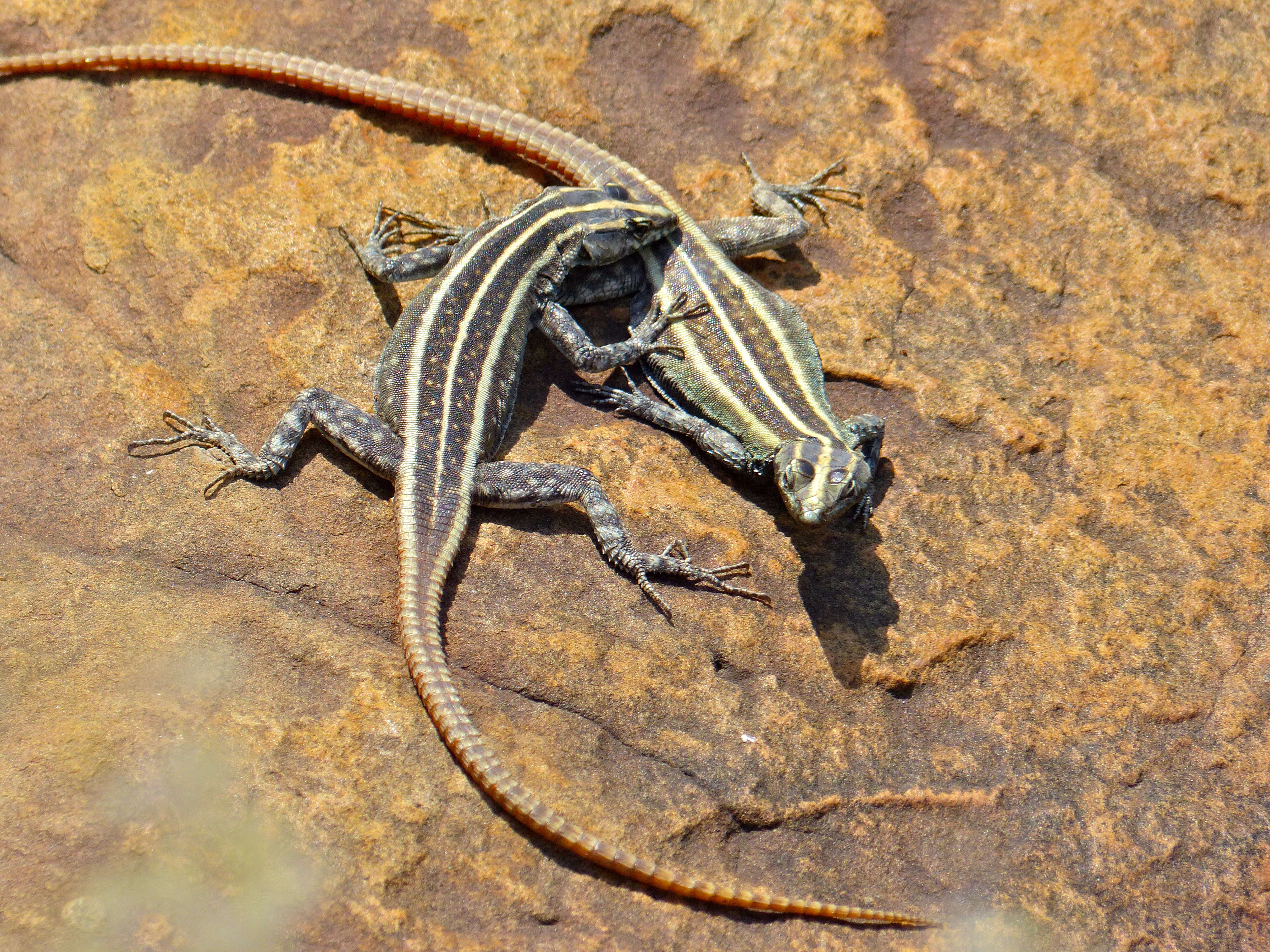 Image of Flat lizards