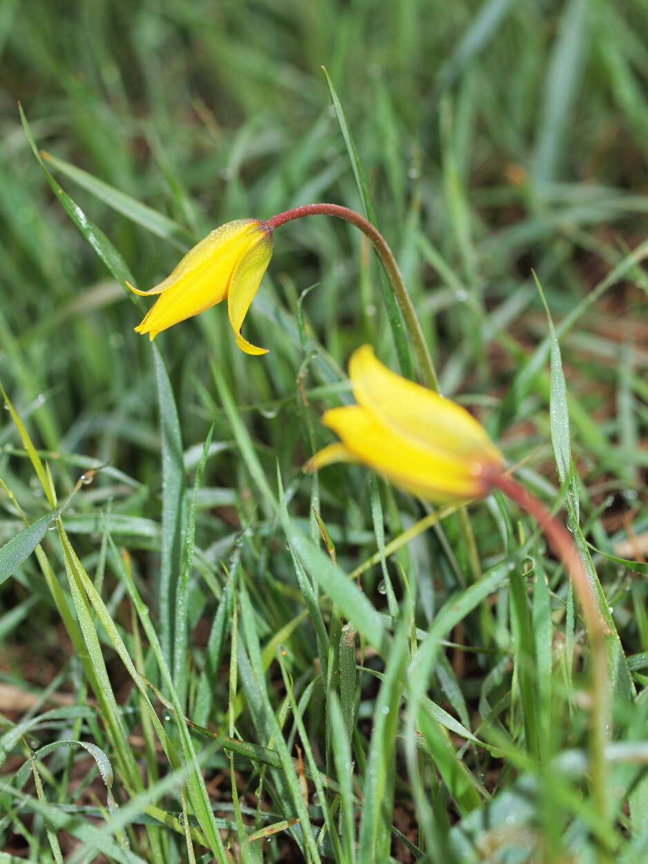 Image of Tulipa sylvestris subsp. sylvestris