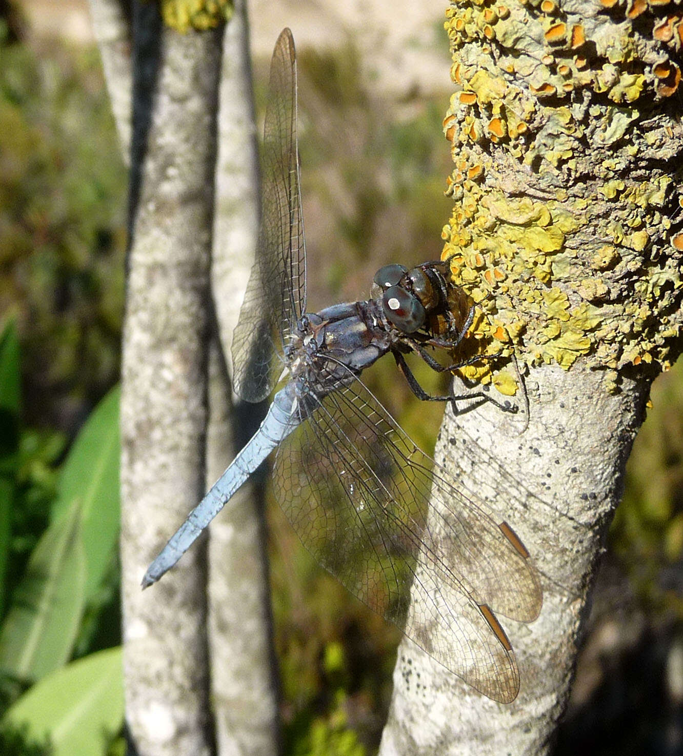 Image of Skimmers (Dragonflies)