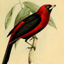 Image of Masked Crimson Tanager