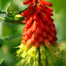 Image of Red hot poker