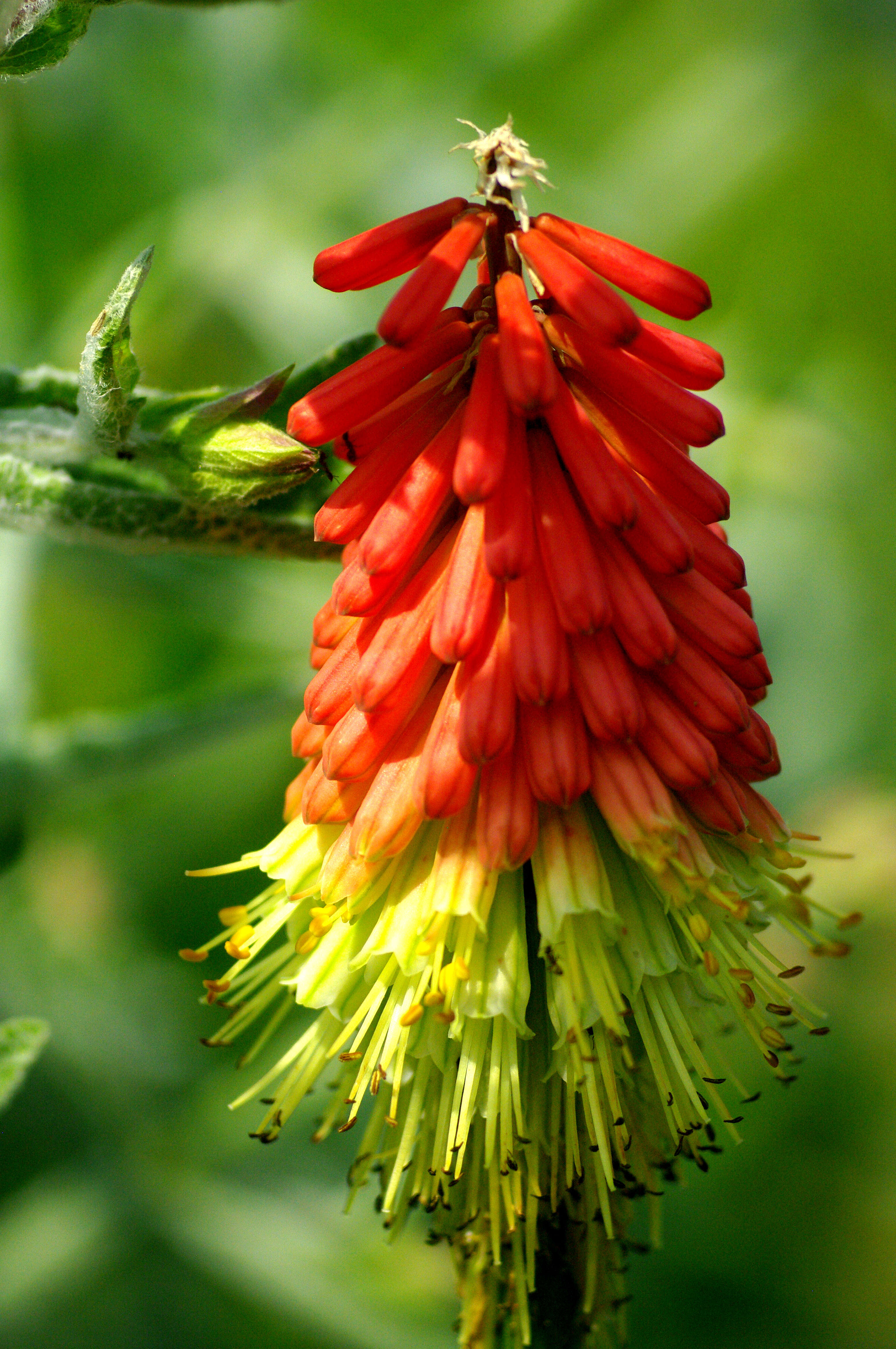 Image de Kniphofia