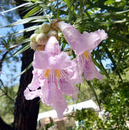 Image of desert willow