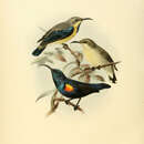 Image of Purple Sunbird