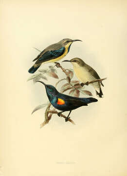 Image of Purple Sunbird