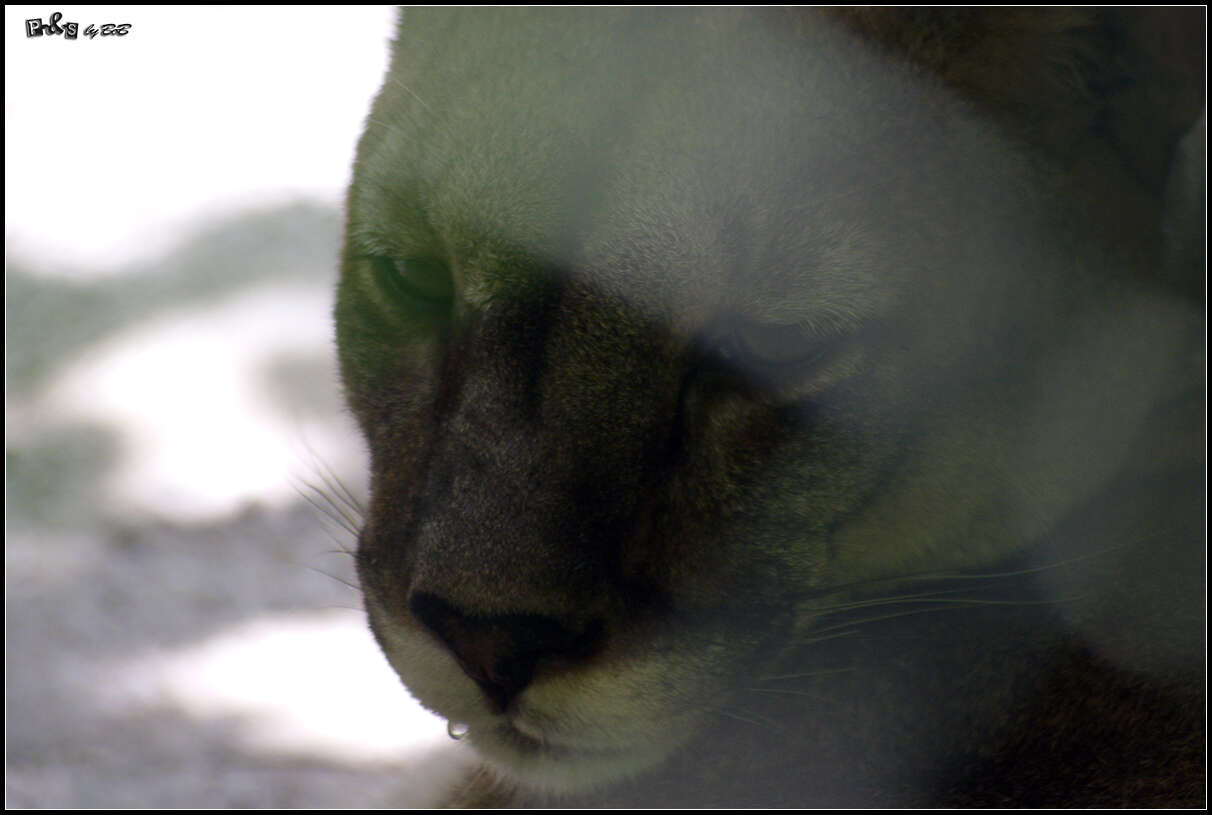 Image of Florida panther