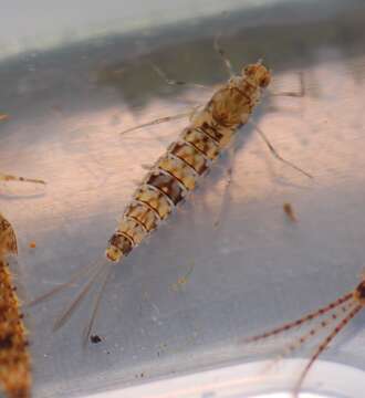 Image of small minnow mayflies