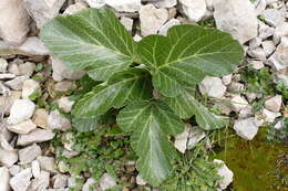 Image of Pastinaca lucida L.