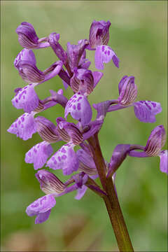 Image of Green-winged Orchid