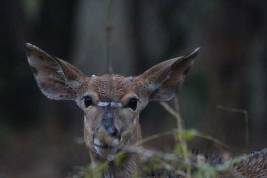 Image of Spiral-horned Antelope