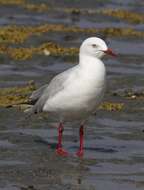 Image of Larus larus