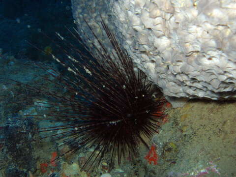 Image of long-spined urchin