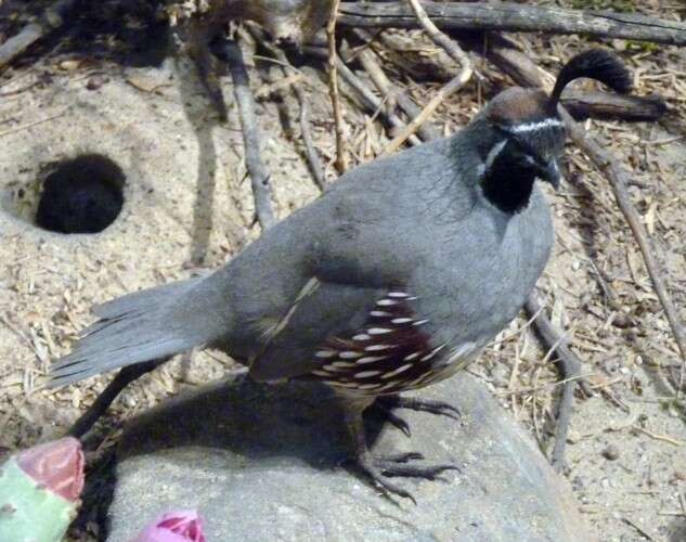 Image of Gambel's Quail