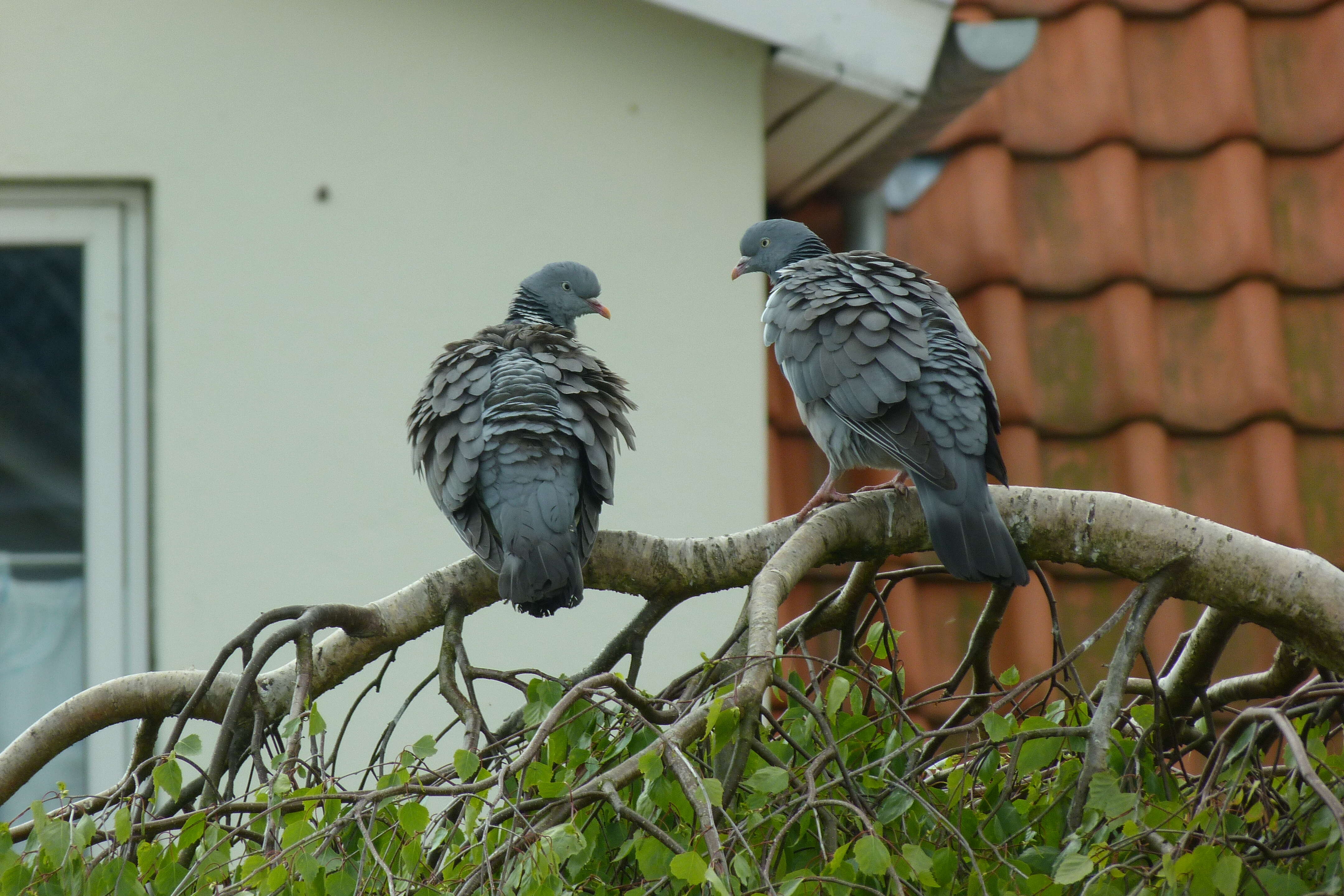 Image of Columba palumbus