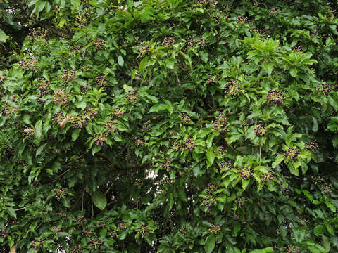 Image of Dendropanax caucanus (Harms) Harms