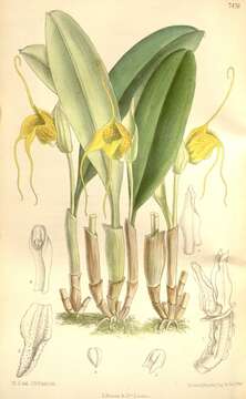 Image of masdevallia