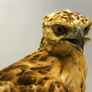 Image of Mountain Hawk-Eagle