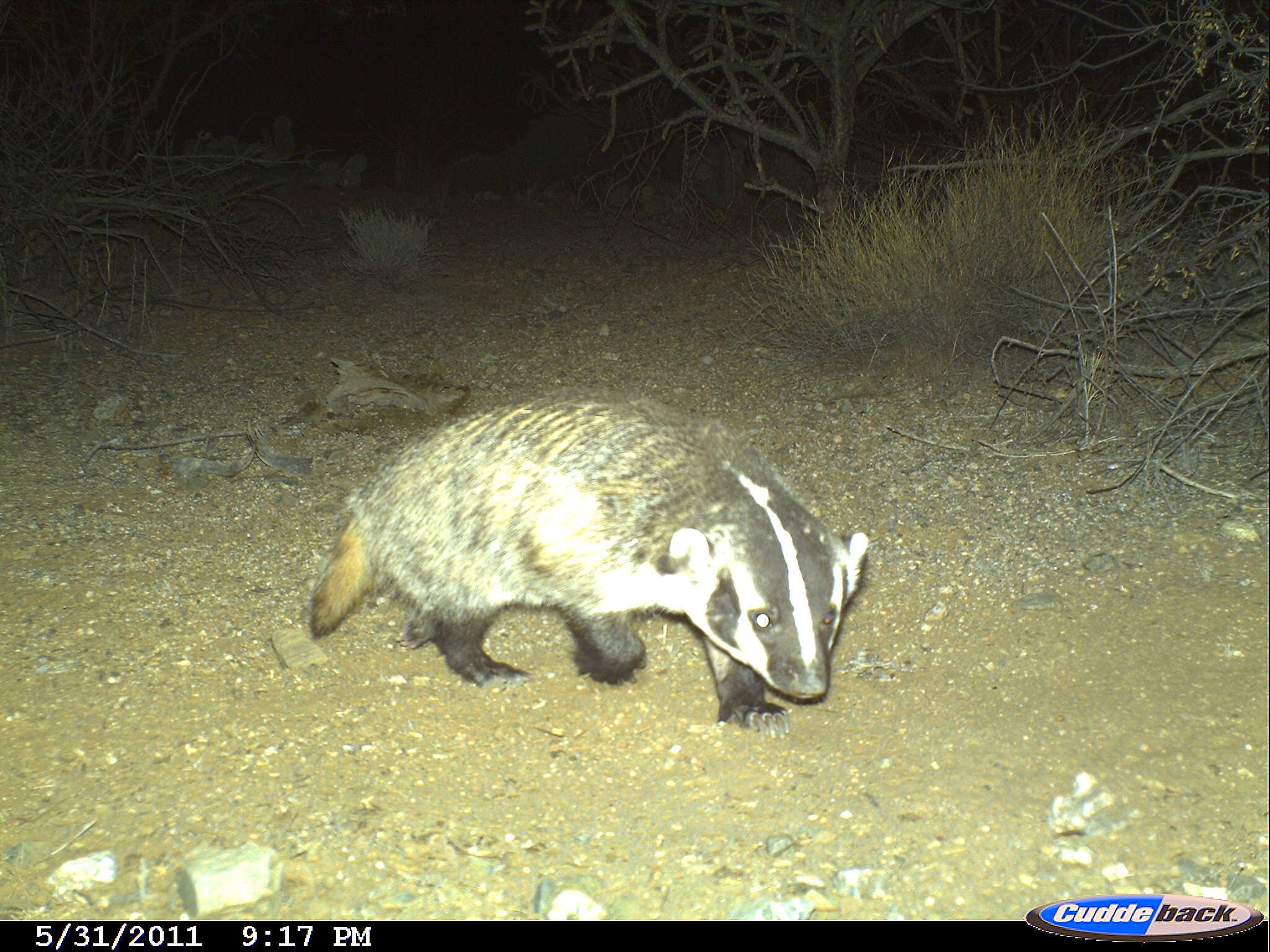 Image of badger