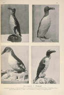 Image of Pinguinus Bonnaterre 1791