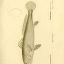 Imagem de Pachyurus francisci (Cuvier 1830)