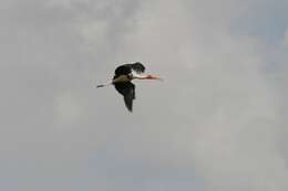 Image of Painted Stork