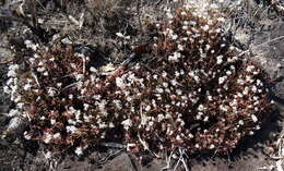 Слика од Crassula swaziensis Schönl.