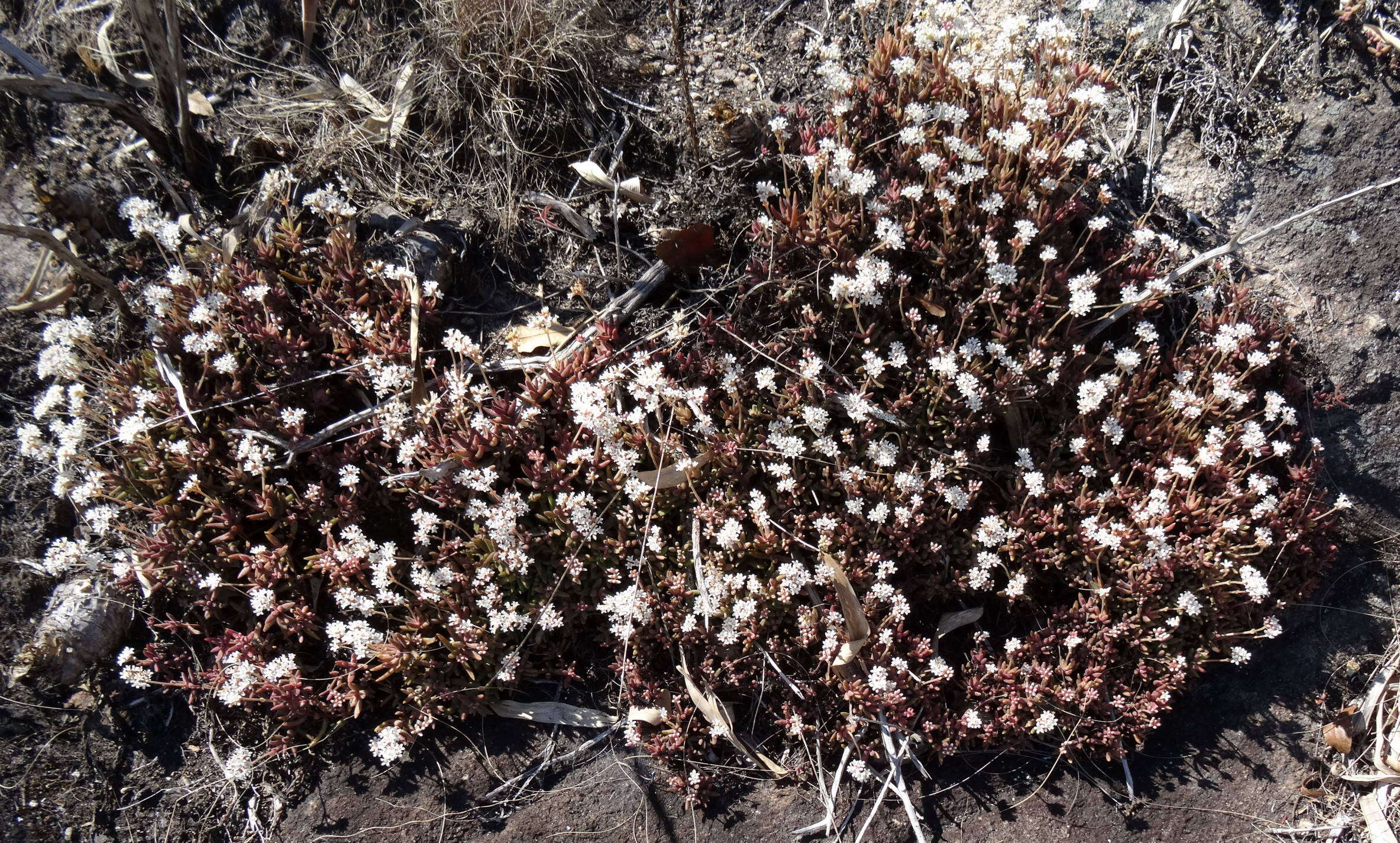 Image of Crassula swaziensis Schönl.