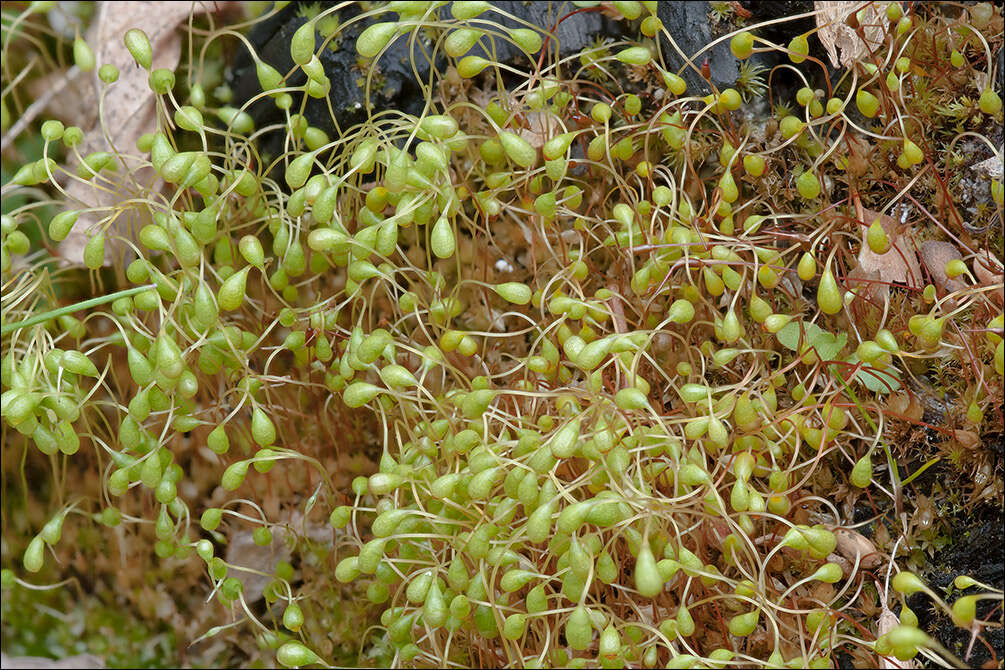 Image of Funariaceae