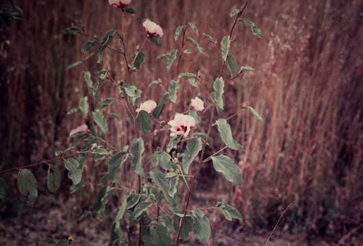 Image of Hibiscus leptocladus Benth.