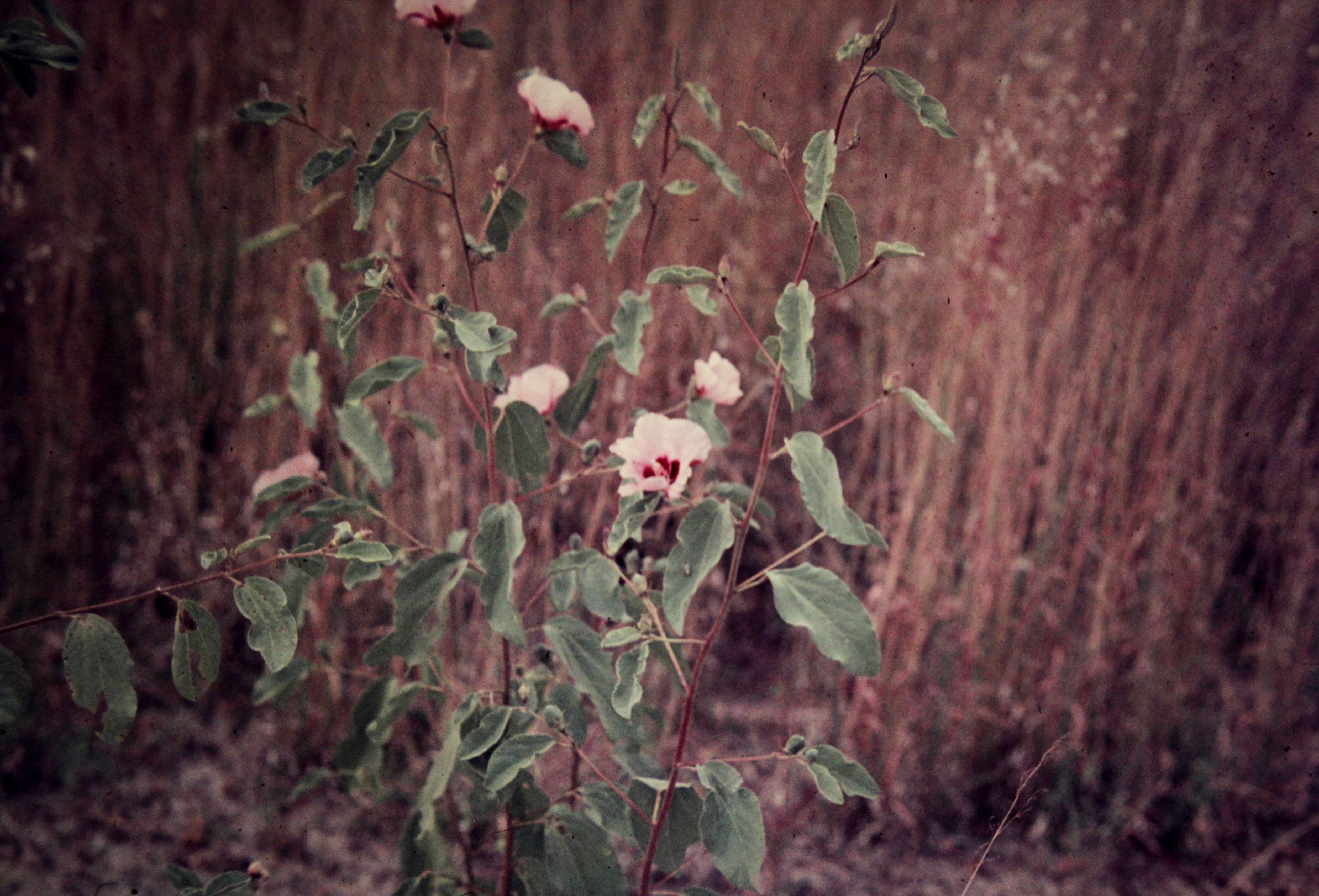 Imagem de Hibiscus leptocladus Benth.