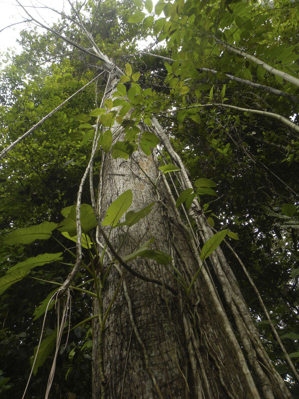 Image of Anthodiscus chocoensis Prance