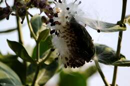 Image of calotropis