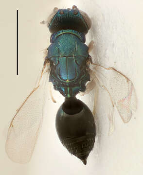 Image of eulophid wasps