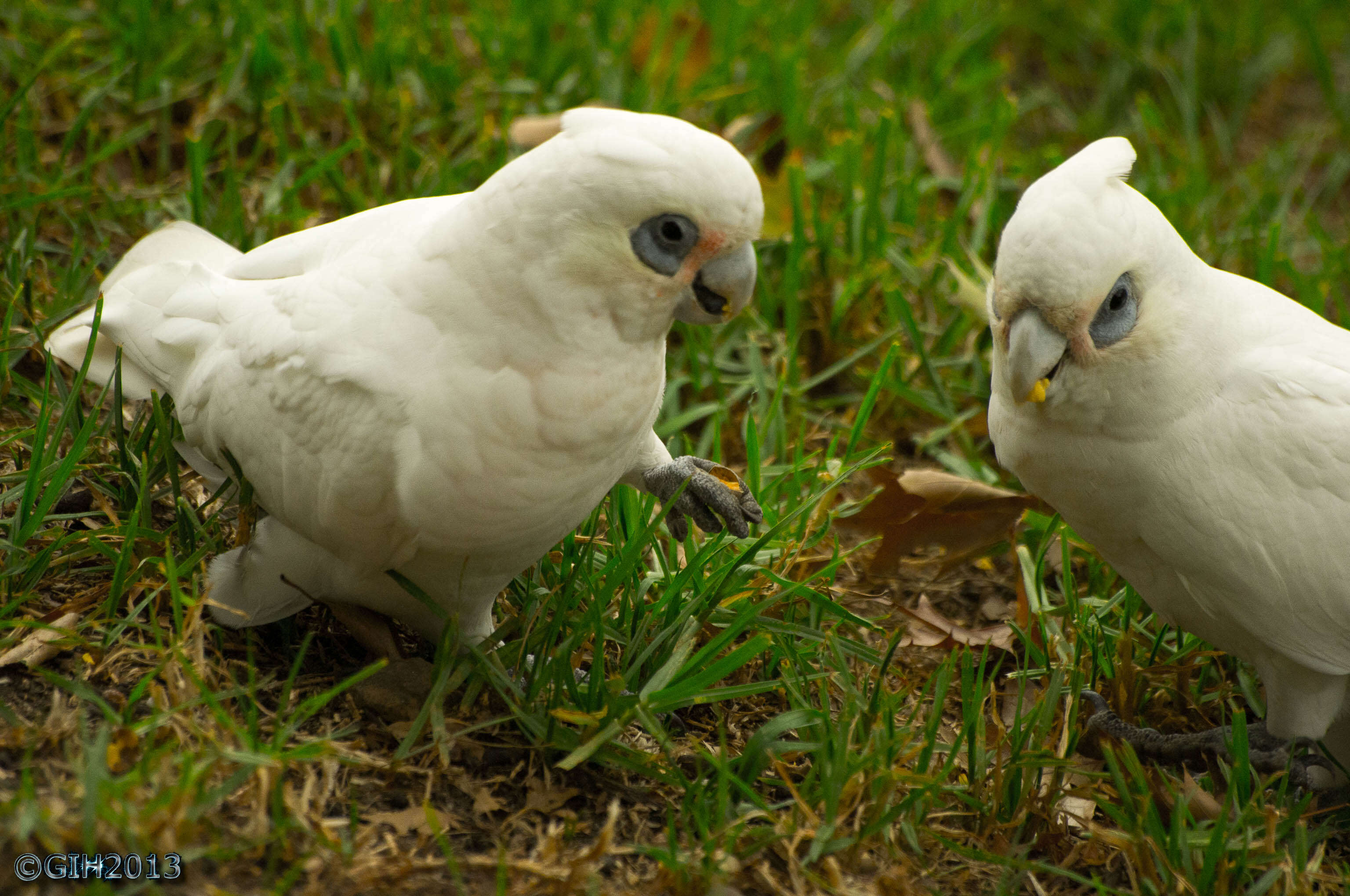 Image of Cacatua Vieillot 1817