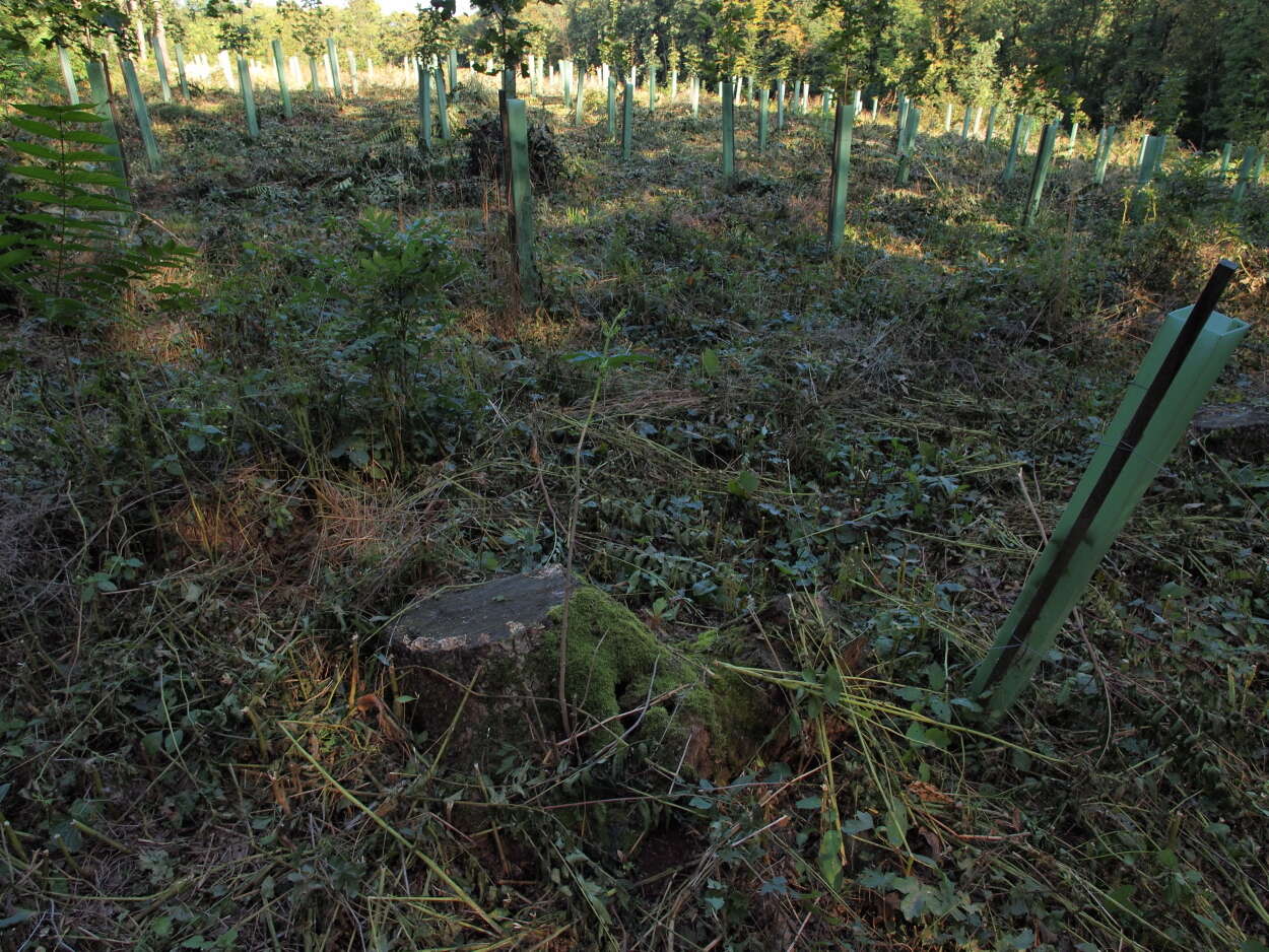 Image of tree-of-heaven