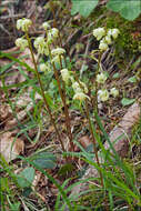 Image of greenflowered wintergreen