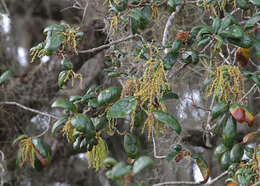 Image of Southern Live Oak