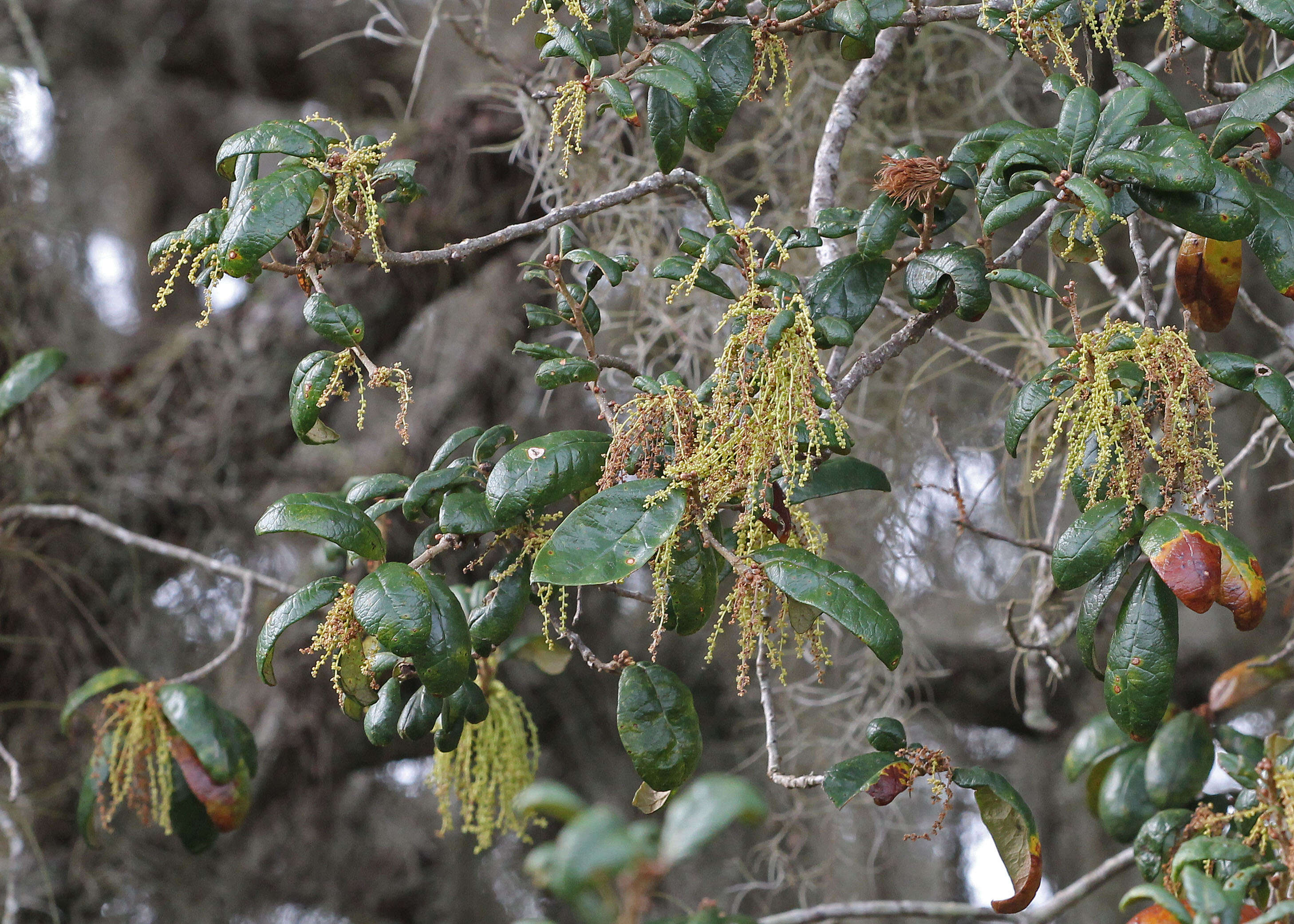 Image of Southern Live Oak