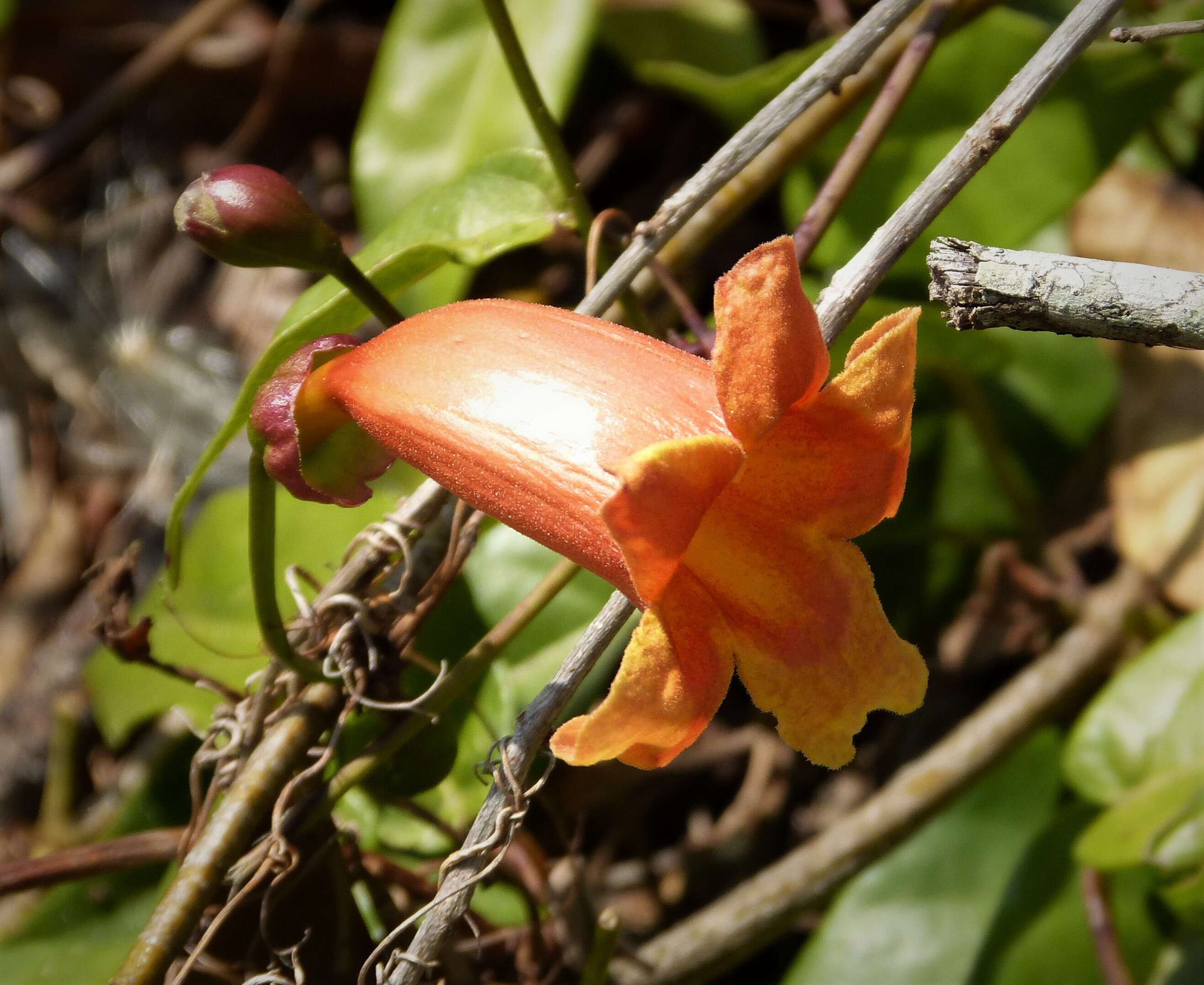 Imagem de Bignonia capreolata L.