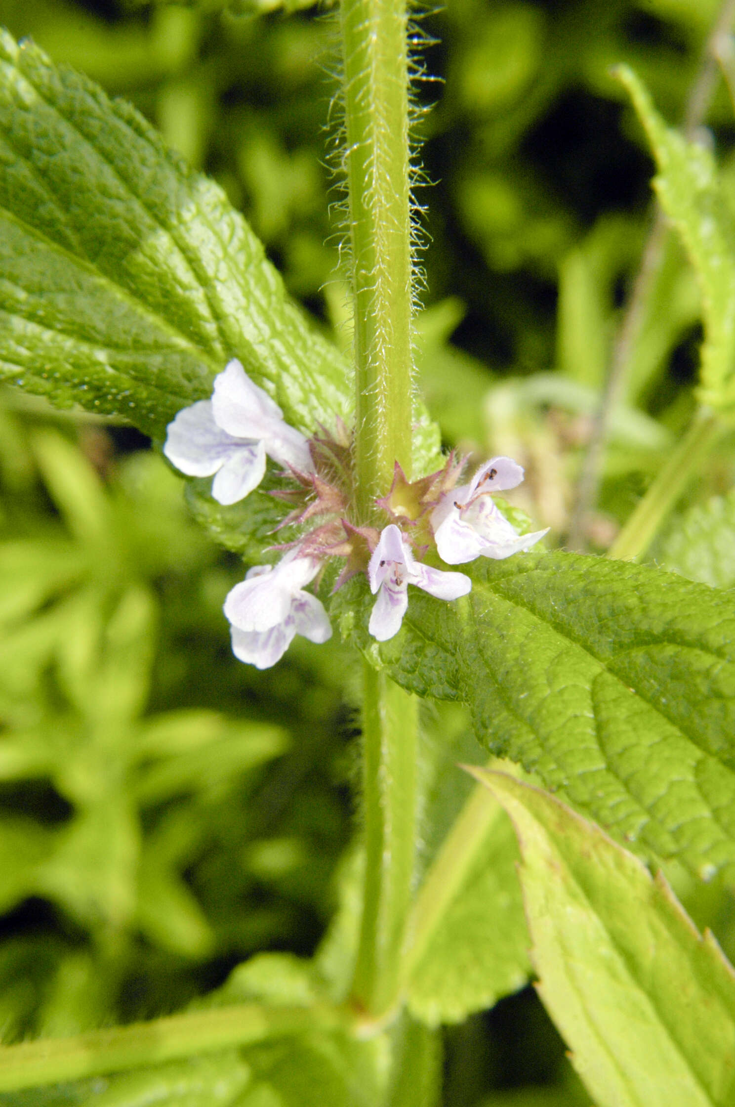 Image de Stachys pilosa var. pilosa