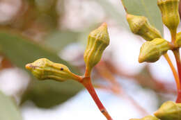 Image of Eucalyptus costata F. Müll.