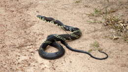 Image of Chicken Snake