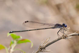 Image of Dusky Dancer