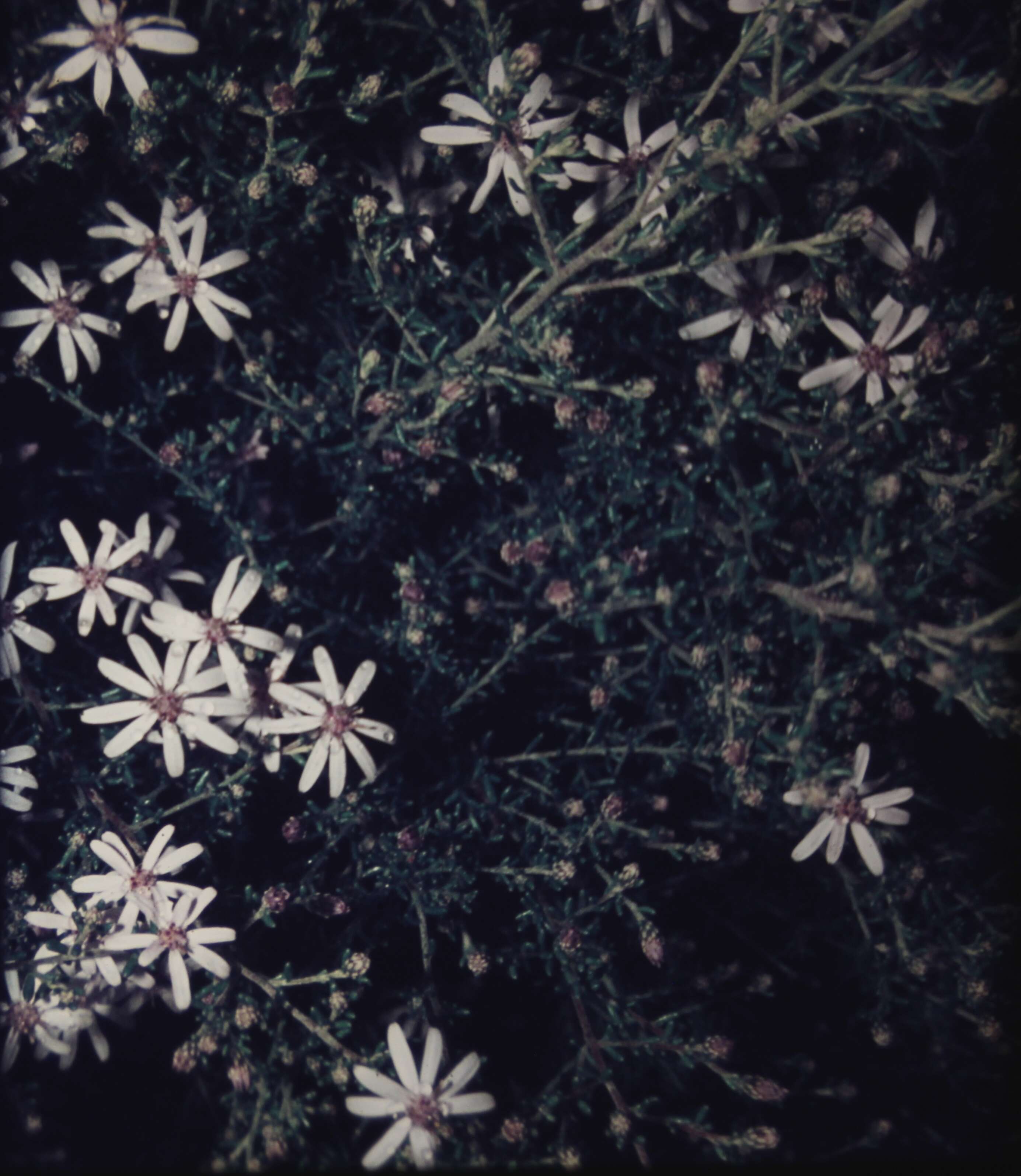 Image of Olearia microphylla (Vent.) Maiden & E. Betche