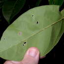 Image of Tabebuia elliptica (DC.) Sandwith