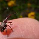 Image of Meriphus guttatus Pascoe 1870