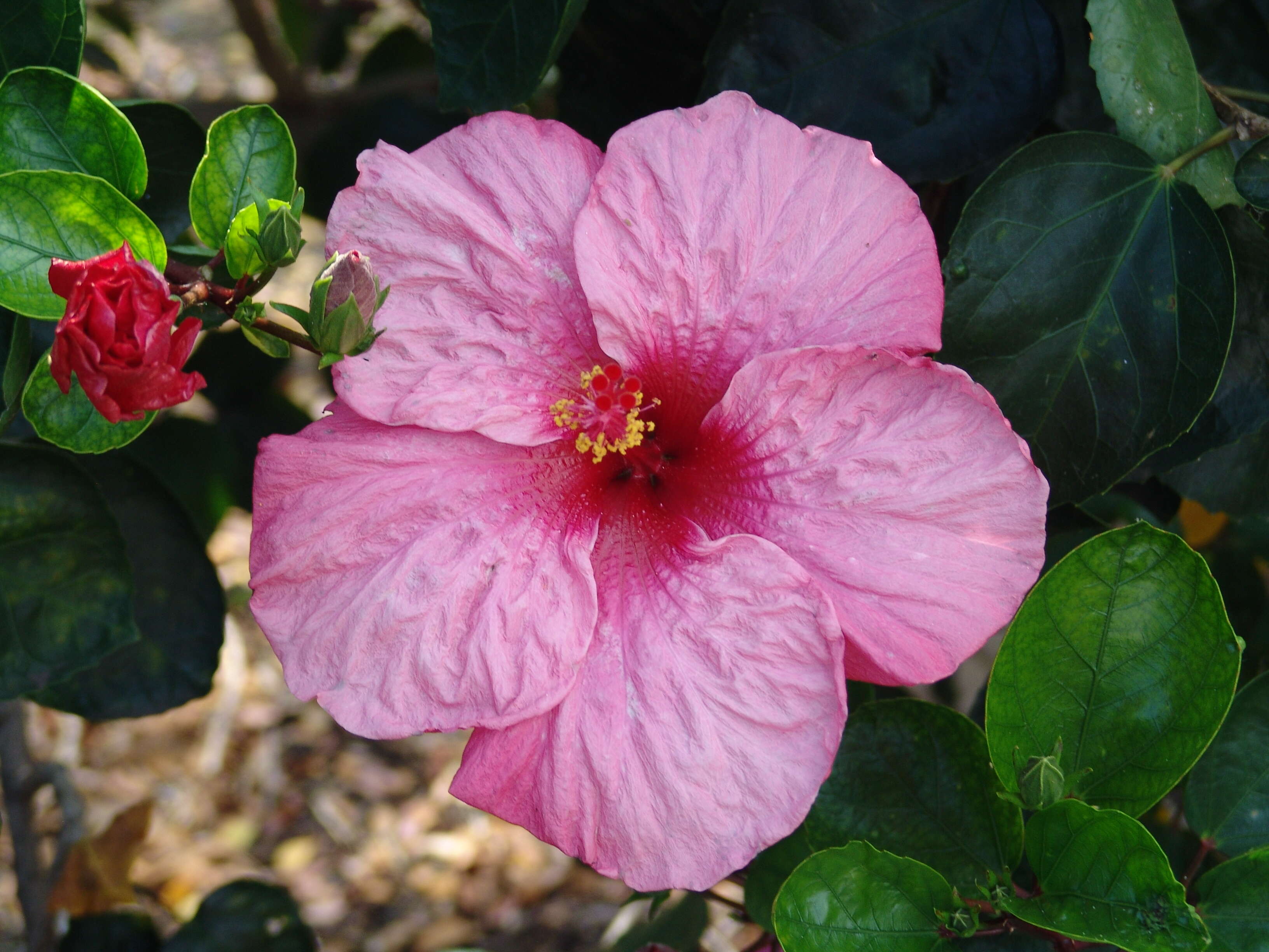 Image of China rose