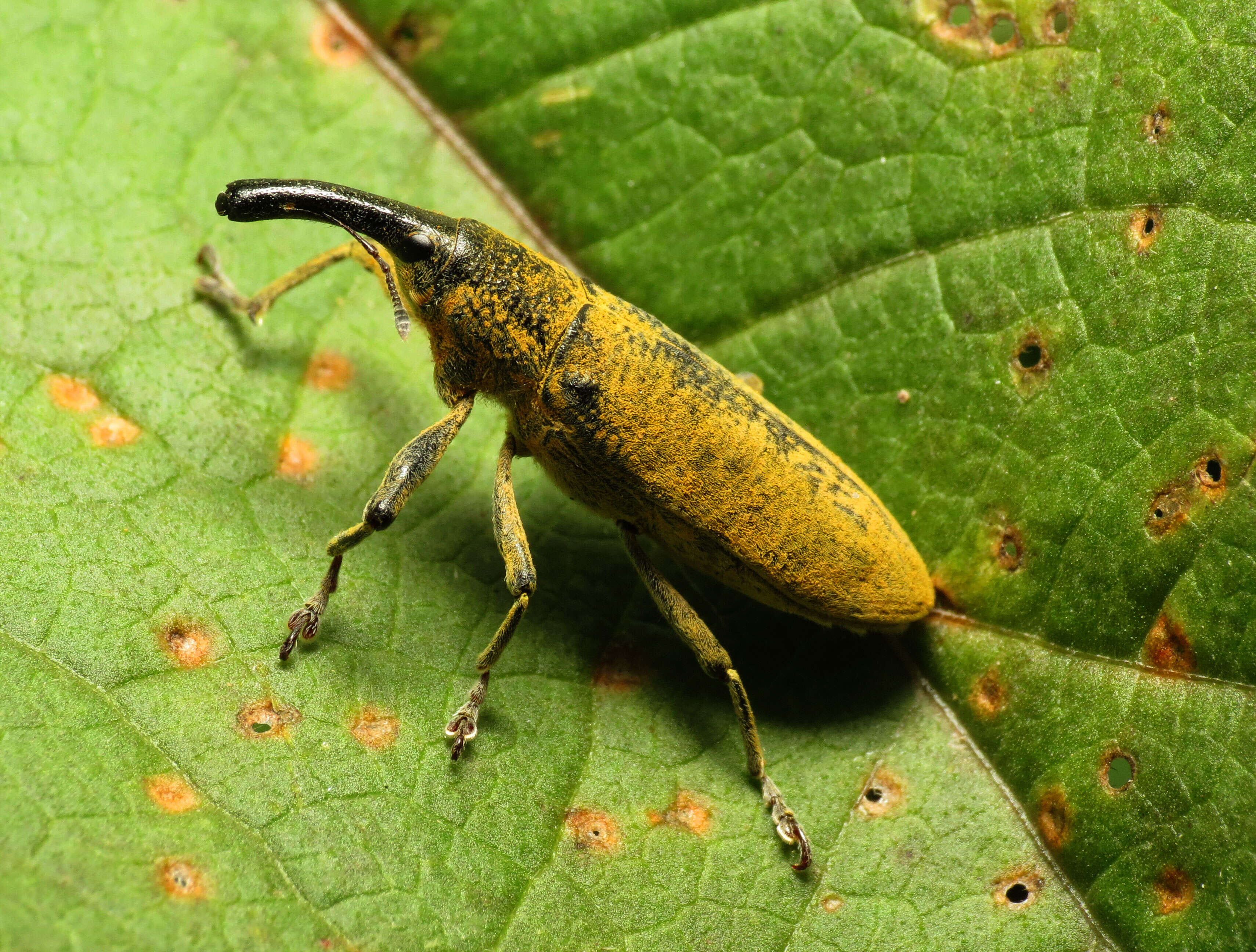 Image of Lixus angustatus Dahl